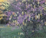 Jesienne kolory - wycieczka po Arboretum w Rogowie, 20 X 2012 (fot. - M. Pstrągowska)